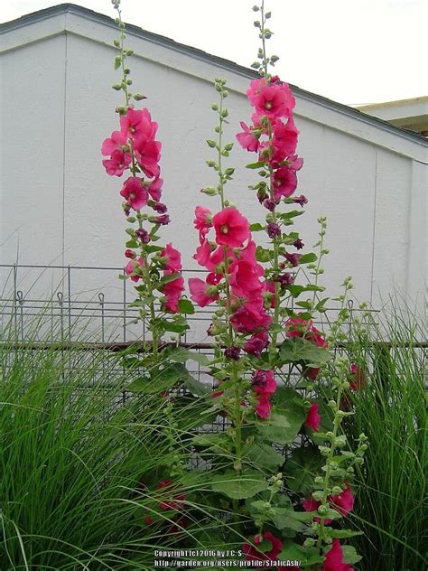 How to Care for and Maintain Mars Magic Hollyhocks